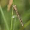 IMG_1673 Sympecma fusca